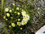 Delosperma White Nugget.jpg