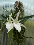 Angraecum didieri .jpg