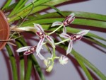 cymbidium dayanum 53.JPG