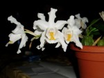 coelogyne cristata 50.JPG