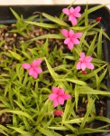 Rhodohypoxis deflexa.jpg