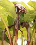 Arisaema fargesii_a.jpg