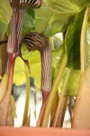 Arisaema fargesii_b.jpg