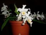 coelogyne cristata 59.JPG