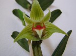 Dendrobium Peng Seng (9).JPG