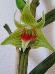 Dendrobium Peng Seng (10).JPG
