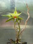 Dendrobium tobaense-rostlina.jpg