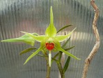 Dendrobium tobaense.jpg