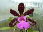 Cattleya aclandiae 6.jpg