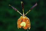 8378_psychopsis versteegiana.jpg