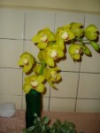 cymbidium žlutá forma 18.JPG
