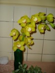 cymbidium žlutá forma 18.JPG