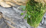 Lepanthes telipogoniflora.jpg