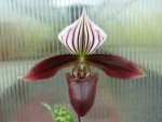 Paphiopedilum purpuratum 1.jpg