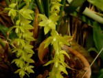 Dendrochilum abbreviatum.jpg