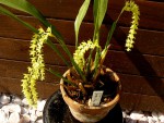 orchideje 1900.jpg