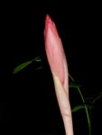 stenorrhynchos speciosum 44.JPG
