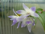 Dendrobium victoria -reginae.jpg