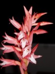 stenorrhynchos speciosum 28.JPG