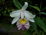 Sobralia Mirabilis.jpg