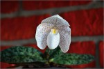 Paphiopedilum niveum x wenshanense.jpg