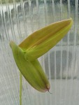 Pleurothallis ascera-list.jpg