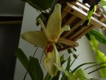 Stanhopea sp 01..jpg