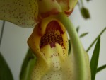 Stanhopea sp 02.jpg