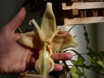 Stanhopea sp..jpg