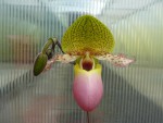 Paphiopedilum moquetteanum.jpg