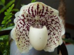 Paphiopedilum leucochilum 1..JPG