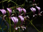 Pelargonium tetragonum 01.jpg