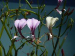 Pelargonium tetragonum 02.jpg