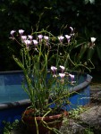 Pelargonium tetragonum 03.jpg