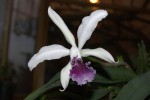 C. intermedia v. coerulea x L. purpurata v. Werckhäuseri.jpg