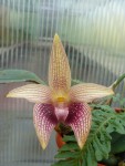 Bulbophyllum facetum.jpg