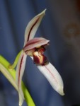 cymbidium dayanum 22.JPG