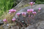 pelargonium I.JPG