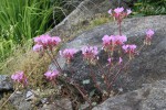 pelargonium I.JPG