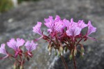 pelargonium II.JPG