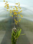 Oncidium robustissimum.jpg