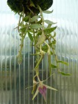 Epidendrum escobarianum.jpg