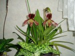 paphiopedilum Harrisianum 8.JPG