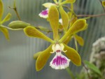 Encyclia tampensis 1.jpg