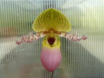 Paphiopedilum moquetteanum-květ z.jpg