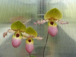 Paphiopedilum moquetteanum-srovnání z.jpg