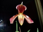 paphiopedilum Harrisianum 10.JPG