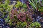 8468_Drosera intermedia.jpg