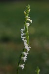 8473_Spiranthes aestivalis.jpg