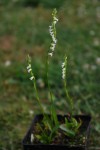 8477_Spiranthes aestivalis.jpg